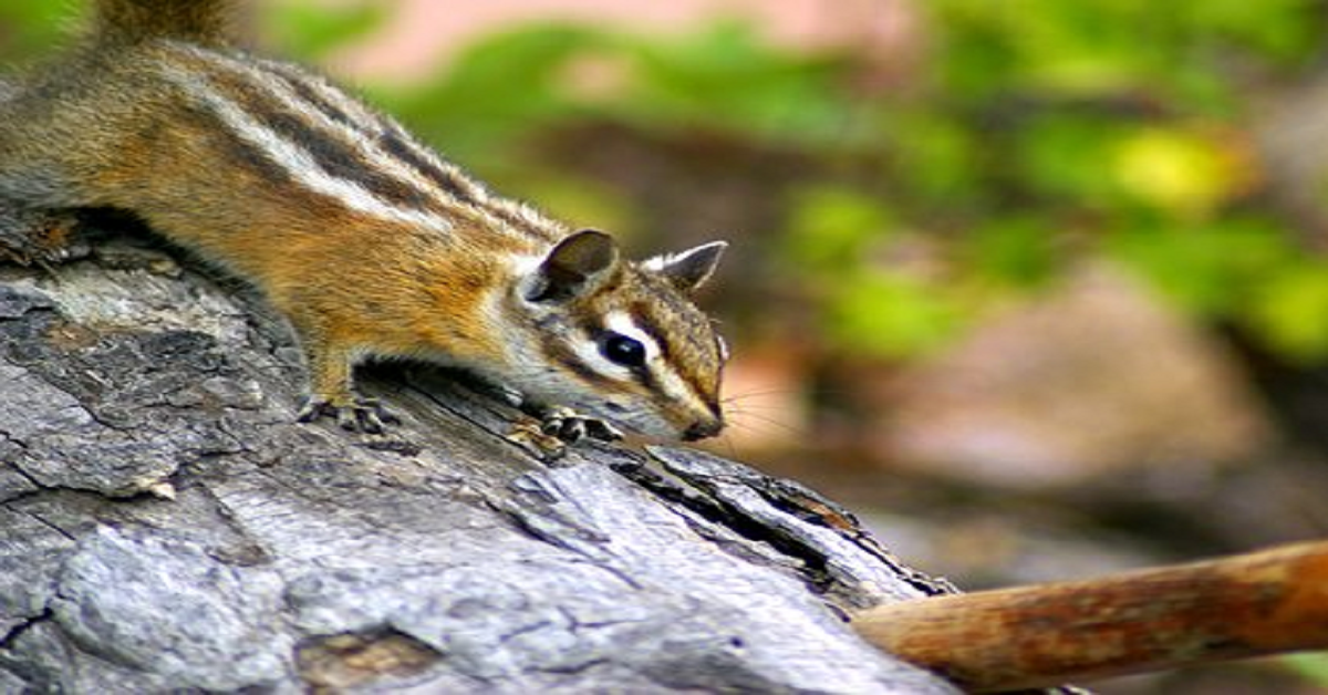 7-the-mountain-and-the-squirrel-poem-in-hindi-8